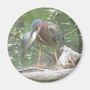 Green Heron est devenu aimant de pêche