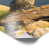 Green Heron Foto Afdruk (Hoek)