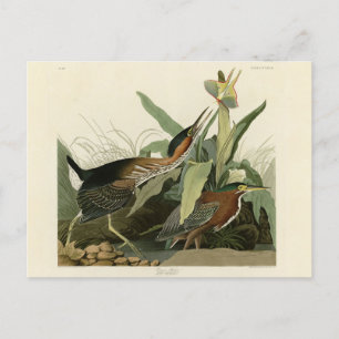 Green Heron, John James Audubon's Birds of America Briefkaart