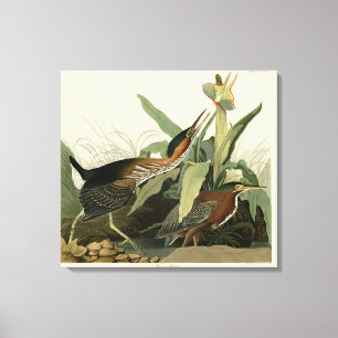 Green Heron, John James Audubon's Birds of America Canvas Afdruk