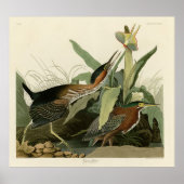 Green Heron, John James Audubon's Birds of America Poster (Voorkant)