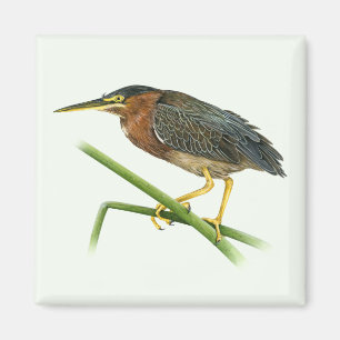 Green Heron Magnet Magneet