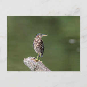 Green Heron op een blog Briefkaart