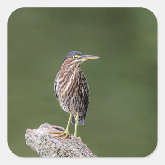 Green Heron op een blog Vierkante Sticker (Voorkant)