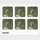 Green Heron op een blog Vierkante Sticker (Vel)