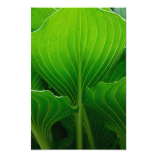 Green Hosta Leaf Foto Afdruk