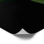Green Hosta Leaf op zwart Poster (Hoek)