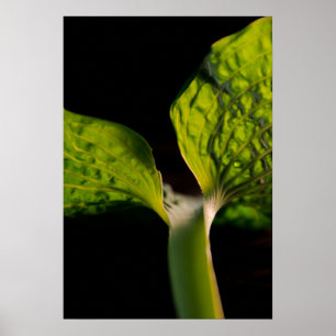 Green Hosta Leaf op zwart Poster