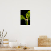 Green Hosta Leaf op zwart Poster (Keuken)