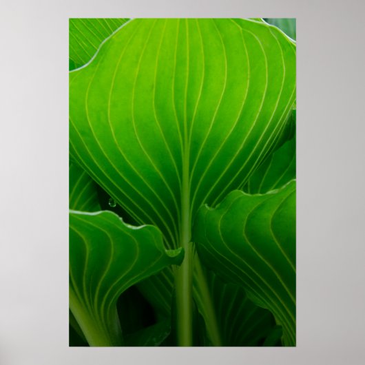 Green Hosta Leaf Poster (Voorkant)