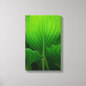 Green Hosta Leaves Canvas Afdruk (Voorkant)