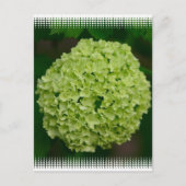 Green Hydrangea Briefkaart (Voorkant)