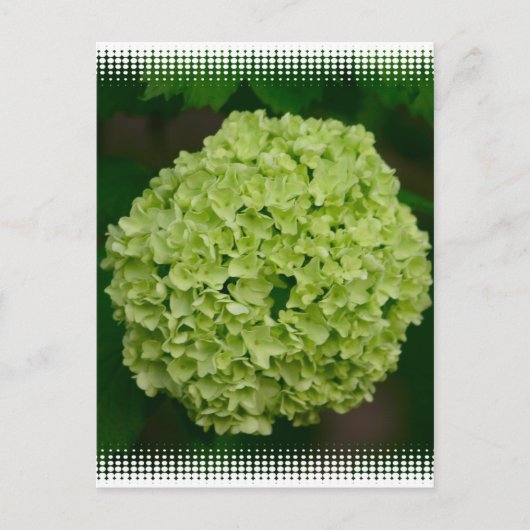 Green Hydrangea Briefkaart (Voorkant)