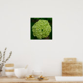 Green Hydrangea Poster (Keuken)