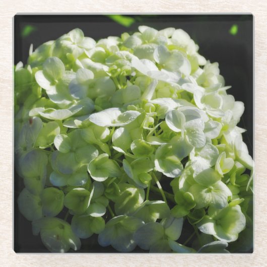 Green Hydrangeas Flowers Glazen Onderzetter (Voorkant)