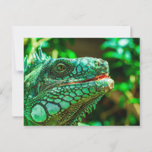 Green Iguana Briefkaart
