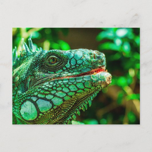 Green Iguana Briefkaart (Voorkant)
