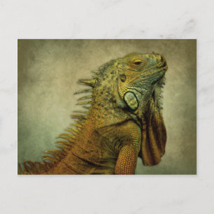 Green Iguana Briefkaart