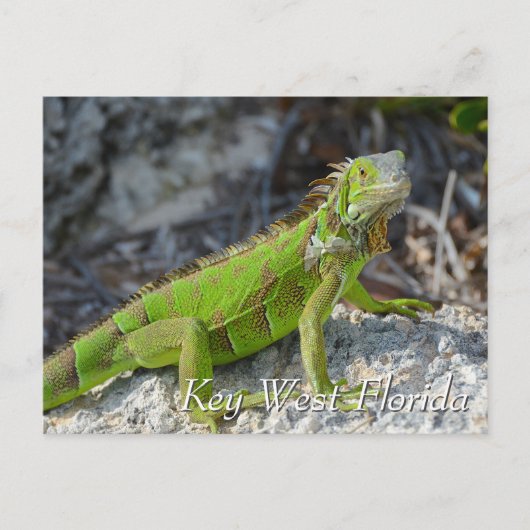 Green iguana in Key West Florida Briefkaart (Voorkant)