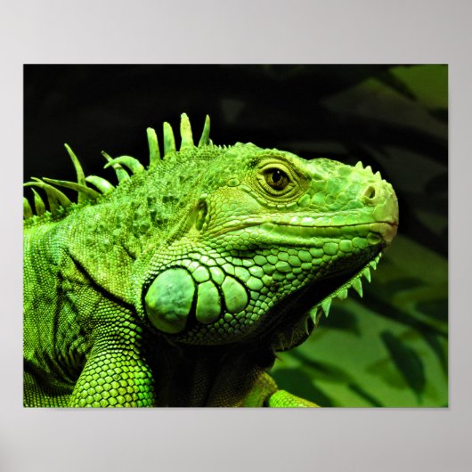 Green Iguana Poster (Voorkant)