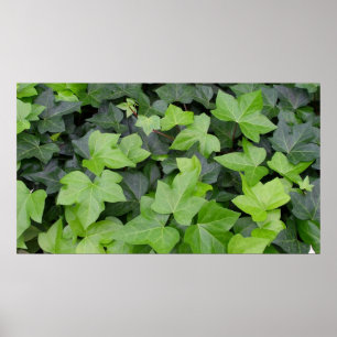Green Ivy Botanical Print