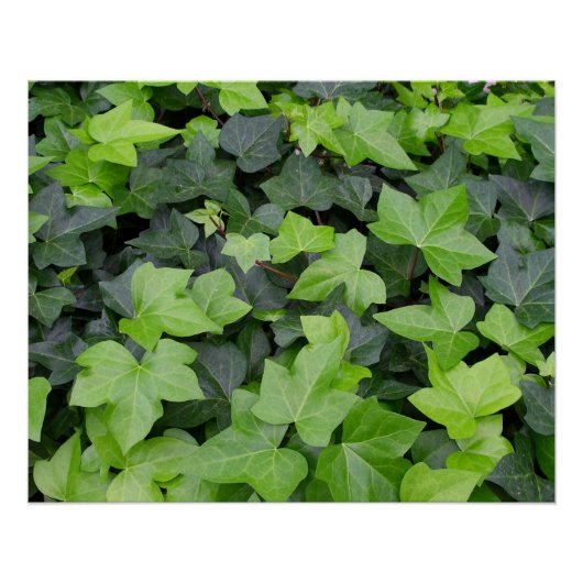 Green Ivy Botanical Print Perfect Poster (Voorkant)