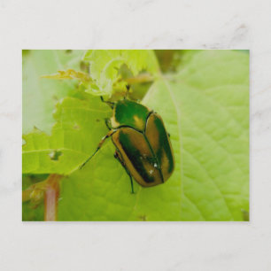 Green June Beetle Briefkaart