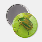 Green June Beetle Magnet Magneet (Voorkant / Achterkant)