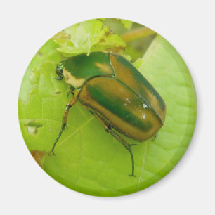 Green June Beetle Magnet Magneet