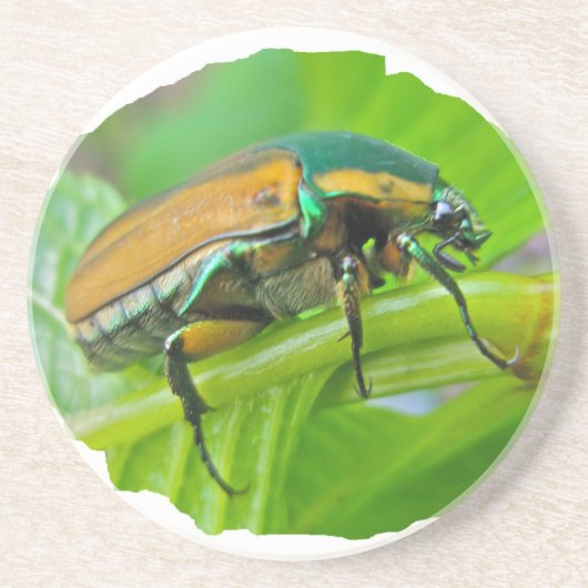 Green June Beetle Zandsteen Onderzetter (Voorkant)