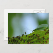 Green Lacewing Aphid Buffet Briefkaart (Voorkant / Achterkant)