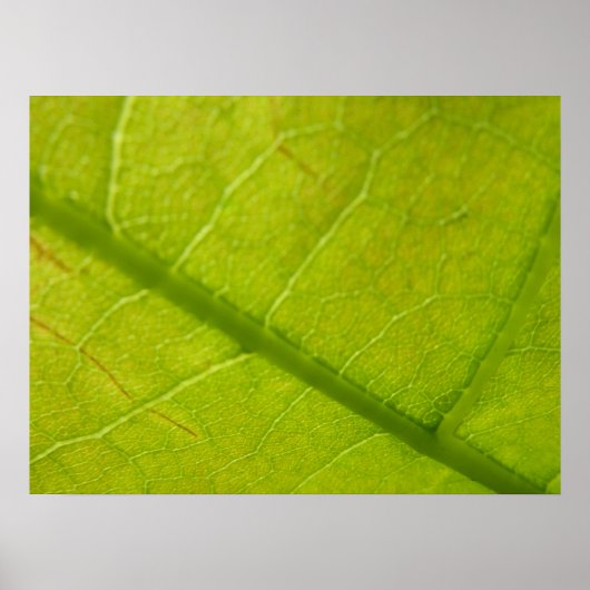 Green Leaf Botanische Natuur Fotografie Poster (Voorkant)