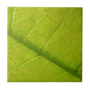 Green Leaf Botanische Natuur Fotografie Tegeltje