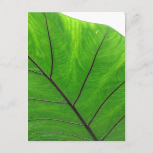 Green Leaf Briefkaart (Voorkant)
