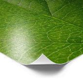 Green Leaf Foto Afdruk (Hoek)
