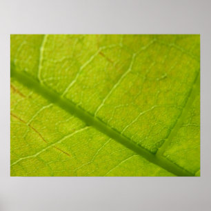 Green Leaf Natuur Fotografie Poster