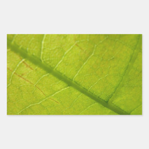 Green Leaf Natuur Fotografie Rechthoekige Sticker