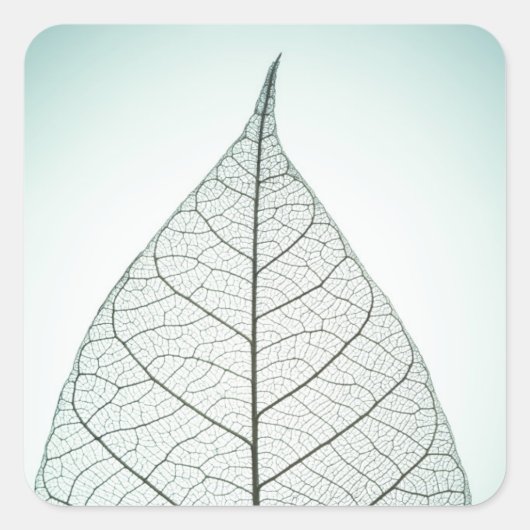 Green Leaf Skeleton Vierkante Sticker (Voorkant)