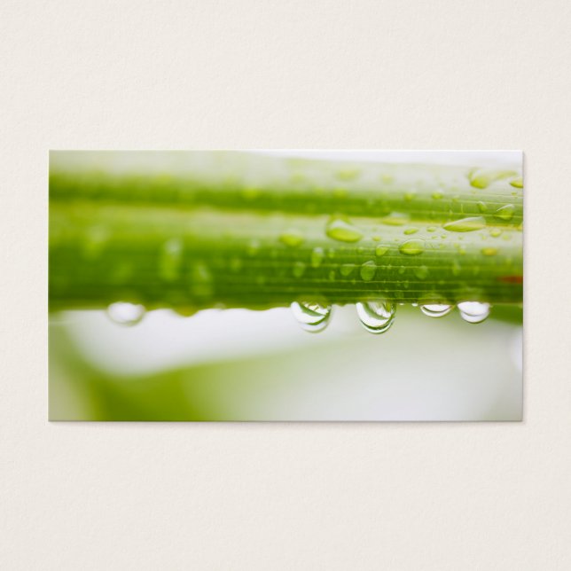 Green leaves background (Devant)