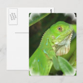 Green Lizard Briefkaart (Voorkant / Achterkant)
