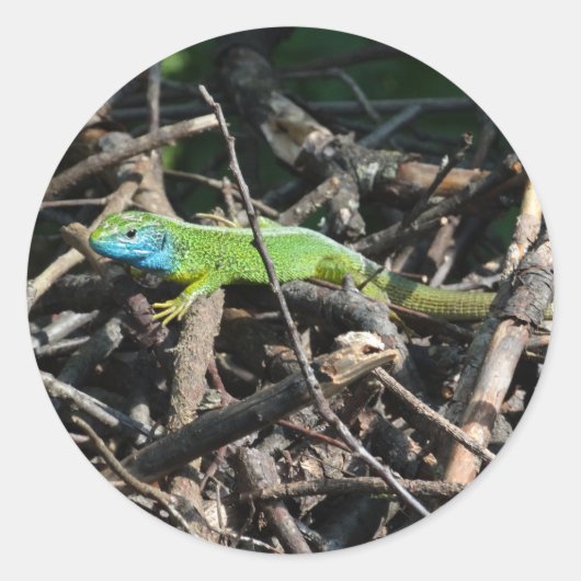 Green Lizard foto Sticker (Voorkant)
