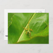 Green Lizard op Green Leaf Briefkaart (Voorkant / Achterkant)