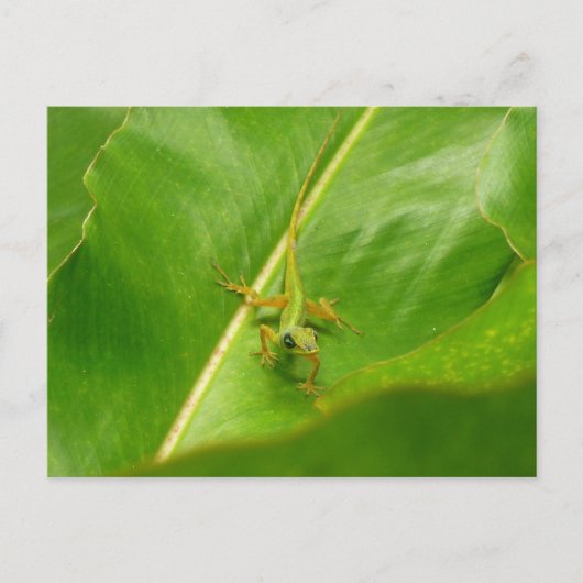 Green Lizard op Green Leaf Briefkaart (Voorkant)