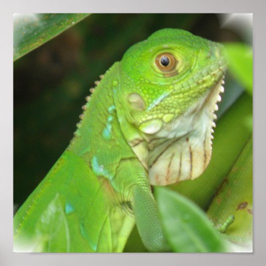 Green Lizard Poster Print (Voorkant)
