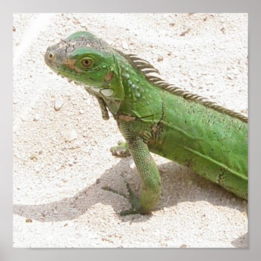 Green Lizard Print (Voorkant)