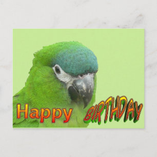 Green Lorikeet Joyeux Coup D'Anniversaire. Carte p