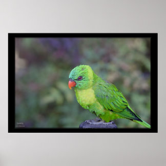 Green Lorikeet Poster