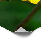 Green Lynx Spider Poster (Hoek)