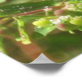 Green Lynx Spider Poster (Hoek)