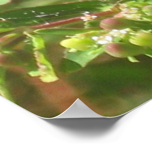 Green Lynx Spider Poster (Hoek)